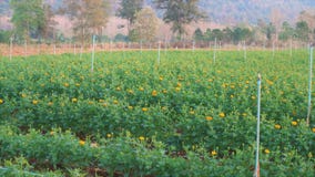 As bolas da batata em uma tabela de madeira no meio da exploração agrícola, o sol cairão imagem de stock As bolas da batata em uma tabela de madeira no meio da exploração agrícola, o sol cairão imagem de stock