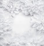 As flores brancas criativas moldam o fundo, o teste padrão floral ou a disposição para o cartão do dia de mães, aniversário imagens de stock As flores brancas criativas moldam o fundo, o teste padrão floral ou a disposição para o cartão do dia de mães, aniversário imagens de stock