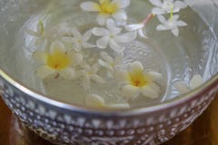 As flores brancas flutuam na bacia, dia de Songkran, festival de Thail foto de stock As flores brancas flutuam na bacia, dia de Songkran, festival de Thail foto de stock