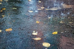 As folhas amarelas do outono na água, em uma poça, chuva, espirram e circundam na água fotografia de stock royalty free As folhas amarelas do outono na água, em uma poça, chuva, espirram e circundam na água fotografia de stock royalty free