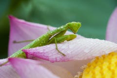 As louvas-a-deus verdes que sentam-se nas pétalas da flor de lótus com água deixam cair nela o corpo do ` s em uma manhã adiantad fotos de stock As louvas-a-deus verdes que sentam-se nas pétalas da flor de lótus com água deixam cair nela o corpo do ` s em uma manhã adiantad fotos de stock