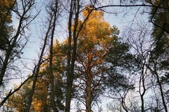 As partes superiores dos pinhos da floresta nos raios do por do sol imagem de stock As partes superiores dos pinhos da floresta nos raios do por do sol imagem de stock