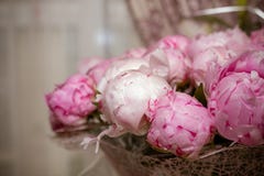As peônias de florescência brilhantes frescas florescem com gotas de orvalho nas pétalas botão branco e cor-de-rosa Rosas da peôn fotos de stock As peônias de florescência brilhantes frescas florescem com gotas de orvalho nas pétalas botão branco e cor-de-rosa Rosas da peôn fotos de stock