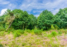 As plantas da urze do prado com árvores e beleza real do céu azul ajardinam imagens de stock As plantas da urze do prado com árvores e beleza real do céu azul ajardinam imagens de stock