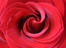 As pétalas de um vermelho levantaram-se Imagem de Stock Royalty Free As pétalas de um vermelho levantaram-se Imagem de Stock Royalty Free