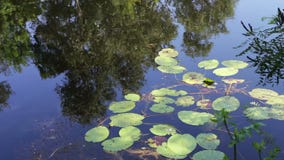 As reflexões das árvores, da folha e dos lírios de água estão balançando na superfície aquosa do rio video estoque As reflexões das árvores, da folha e dos lírios de água estão balançando na superfície aquosa do rio video estoque