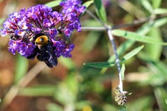 Bee covets pollen stock photography Bee covets pollen stock photography