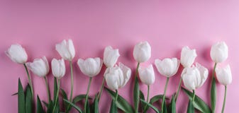 As tulipas brancas florescem sobre a luz - fundo cor-de-rosa Cartão ou convite do casamento imagem de stock As tulipas brancas florescem sobre a luz - fundo cor-de-rosa Cartão ou convite do casamento imagem de stock