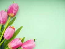 As tulipas cor-de-rosa esverdeiam o fundo do papel imagens de stock royalty free As tulipas cor-de-rosa esverdeiam o fundo do papel imagens de stock royalty free