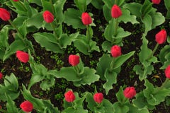 As tulipas vermelhas colocam em Países Baixos Campos vermelhos do tulip Opini?o vermelha das tulipas Campos vermelhos da tulipa n imagens de stock As tulipas vermelhas colocam em Países Baixos Campos vermelhos do tulip Opini?o vermelha das tulipas Campos vermelhos da tulipa n imagens de stock