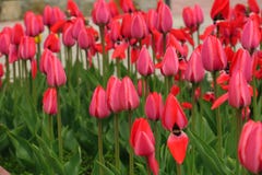 As tulipas vermelhas colocam em Países Baixos Campos vermelhos do tulip Opini?o vermelha das tulipas Campos vermelhos da tulipa n imagens de stock As tulipas vermelhas colocam em Países Baixos Campos vermelhos do tulip Opini?o vermelha das tulipas Campos vermelhos da tulipa n imagens de stock