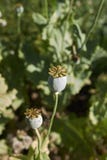As vagens da semente fecham-se acima do Papaver - somniferum foto de stock As vagens da semente fecham-se acima do Papaver - somniferum foto de stock