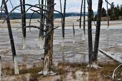 As árvores inoperantes alinham o passeio à beira mar nos potenciômetros de pintura da fonte arrastam no parque de Yellowstone imagens de stock As árvores inoperantes alinham o passeio à beira mar nos potenciômetros de pintura da fonte arrastam no parque de Yellowstone imagens de stock