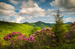 Asheville North Carolina Blue Ridge Parkway Spring Flowers Scenic Landscape Royalty Free Stock Photo