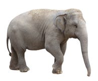 Asian Elephant Stock Image