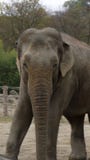 Asian elephant looking at camera stock photography Asian elephant looking at camera stock photography