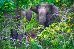 Asian elephants, Yala West National Park, Sri Lanka stock images Asian elephants, Yala West National Park, Sri Lanka stock images