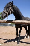 Asian horse with bridle and long mane royalty free stock photography Asian horse with bridle and long mane royalty free stock photography