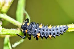 Asian Lady beetle larvae out hunting stock images Asian Lady beetle larvae out hunting stock images