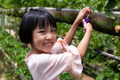Asian Little Chinese Girl picking fresh strawberry stock photos Asian Little Chinese Girl picking fresh strawberry stock photos