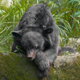 Asian moon black bear Ursus thibetanus royalty free stock photos Asian moon black bear Ursus thibetanus royalty free stock photos