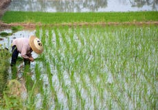 Asian Peasantry Grow Rice Stock Photo Asian Peasantry Grow Rice Stock Photo