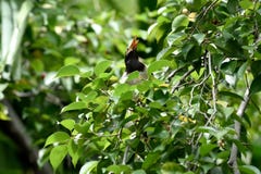 Asian pied - myna stock photography Asian pied - myna stock photography