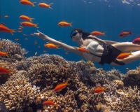 Asian woman freediving in amazing vivid coral reef stock photo Asian woman freediving in amazing vivid coral reef stock photo