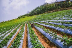 Asian Women Strawberry Picking In The Garden. Travel Nature On The Mountain During The Holidays. Garden Strawberry Royalty Free Stock Photo Asian Women Strawberry Picking In The Garden. Travel Nature On The Mountain During The Holidays. Garden Strawberry Royalty Free Stock Photo