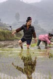 Asian young farmer woman walks barefoot through mud of ricefield Royalty Free Stock Photos Asian young farmer woman walks barefoot through mud of ricefield Royalty Free Stock Photos
