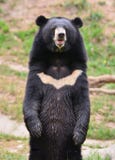 asiatic björnblack royaltyfria foton asiatic björnblack royaltyfria foton