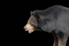 Asiatic Black Bear isolated stock image Asiatic Black Bear isolated stock image