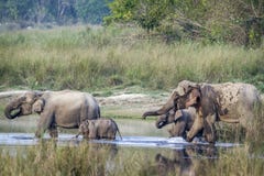 Asiatischer Elefant in Nationalpark Bardia, Nepal lizenzfreie stockbilder Asiatischer Elefant in Nationalpark Bardia, Nepal lizenzfreie stockbilder