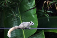 Asien-Eichhörnchen, Streifenhörnchenweg oder Lauflangsame Steigleistung zeichnet morgens stockfotografie Asien-Eichhörnchen, Streifenhörnchenweg oder Lauflangsame Steigleistung zeichnet morgens stockfotografie