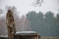 Asiento de madera natural del tronco de árbol en nieve con los árboles en fondo foto de archivo libre de regalías Asiento de madera natural del tronco de árbol en nieve con los árboles en fondo foto de archivo libre de regalías