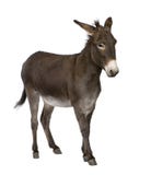 Asino (4 anni)