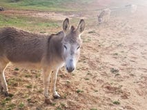 Asino nel marrone sveglio simile a pelliccia del campo del pascolo immagine stock Asino nel marrone sveglio simile a pelliccia del campo del pascolo immagine stock