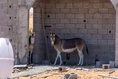 Asinus africanus Equus осла или ишака пряча от горячего солнца пустыни в строительной площадке в Объениненных Арабских Эмиратах стоковое фото rf Asinus africanus Equus осла или ишака пряча от горячего солнца пустыни в строительной площадке в Объениненных Арабских Эмиратах стоковое фото rf