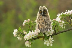 Asio otus long-eared owl bird young northern long-eared owl feather dusty fluff wild nature lesser horned cat, beautiful