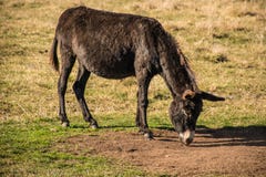 Asno novo que come a grama no campo fotografia de stock Asno novo que come a grama no campo fotografia de stock