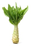 Asparagus Lettuce Royalty Free Stock Photo Asparagus Lettuce Royalty Free Stock Photo