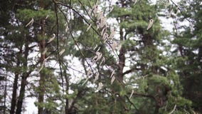 Aspen branches with earrings swaying in the wind in April spring stock video Aspen branches with earrings swaying in the wind in April spring stock video
