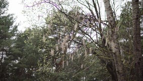 Aspen branches with earrings swaying in the wind in April spring stock footage Aspen branches with earrings swaying in the wind in April spring stock footage