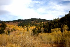 Aspen et pins images libres de droits Aspen et pins images libres de droits