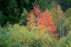 Aspen Tree Getting Ready om kleur te draaien stock afbeelding Aspen Tree Getting Ready om kleur te draaien stock afbeelding