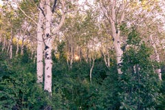 Aspen tree grove in Utah mountains in spring Stock Photos Aspen tree grove in Utah mountains in spring Stock Photos