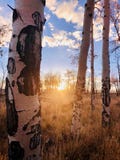 Aspen tree sunset stock photo Aspen tree sunset stock photo