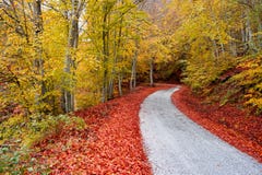 Asphalt autumn road Stock Photos Asphalt autumn road Stock Photos
