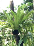 Asplenium nidus lub gniazdeczko paproć obraz stock Asplenium nidus lub gniazdeczko paproć obraz stock