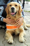 Assistant dog for blind people